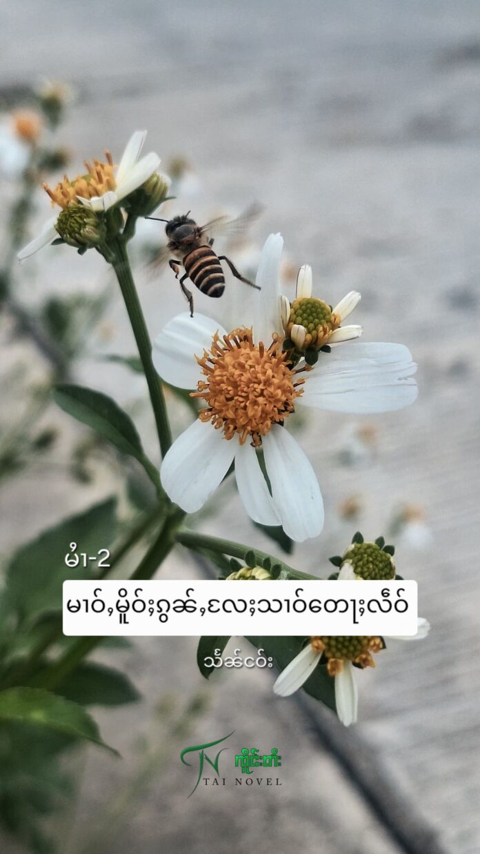 မၢဝ်ႇမိူဝ်ႈၵွၼ်ႇလႄႈသၢဝ်တေႃႈလဵဝ် မၢႆ-2